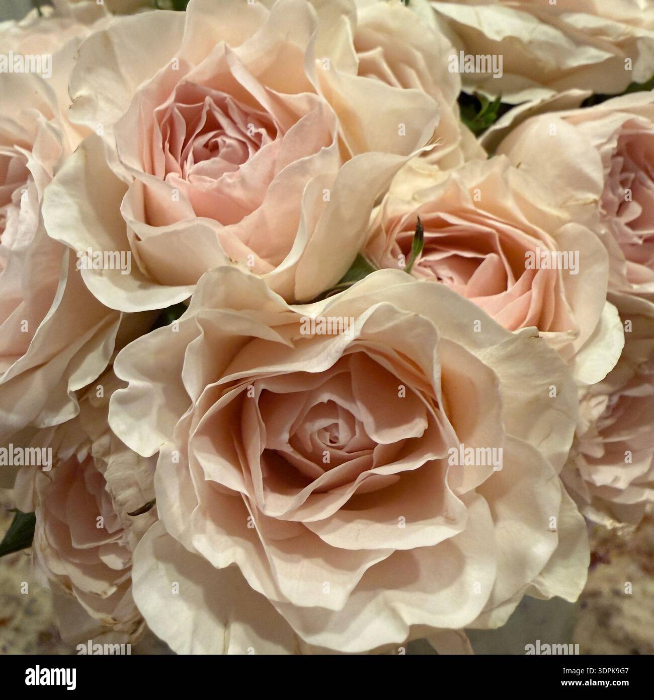 Peach Ruffly Roses Blush roses hi-res stock photography and images - Alamy