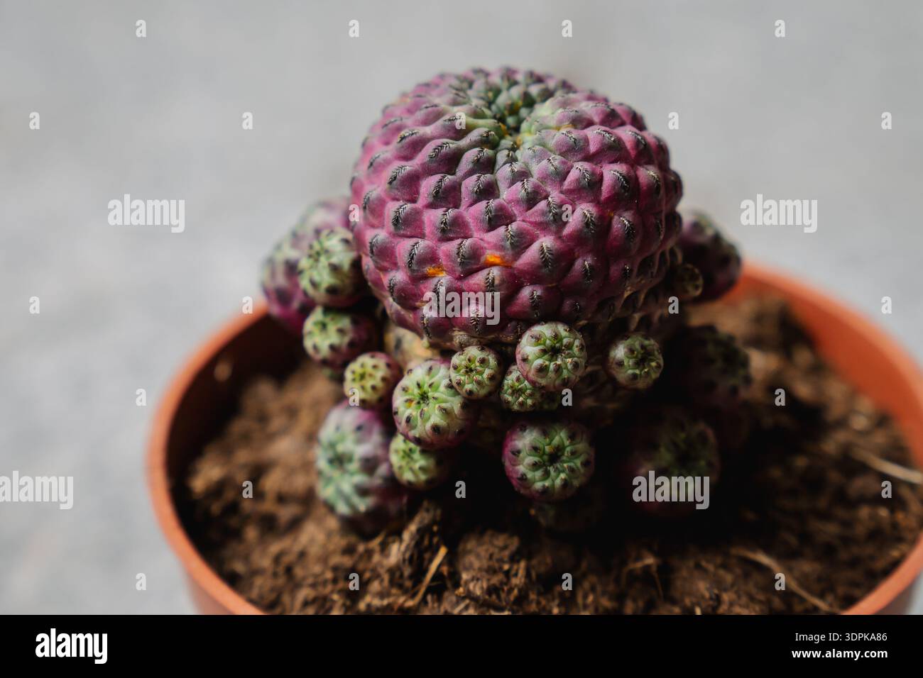 Sulcorebutia rauschii var. violacidermis cactus grafted purple and green  growing in a pot Stock Photo - Alamy