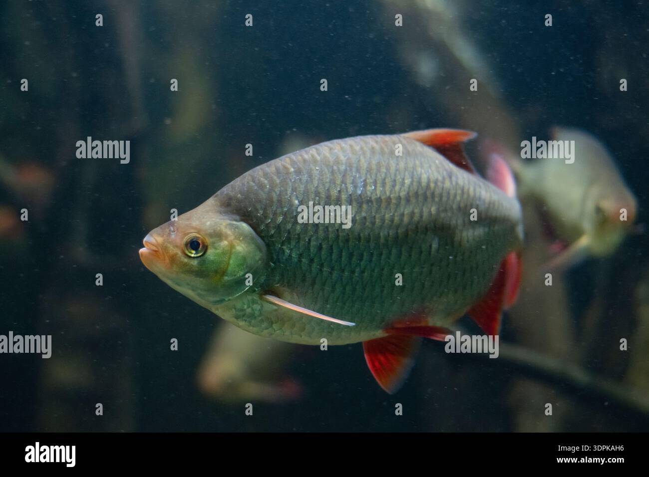 Common Rudd World Record Common rudd Scardinius erythrophthalmus, in a aquarium, captive ...