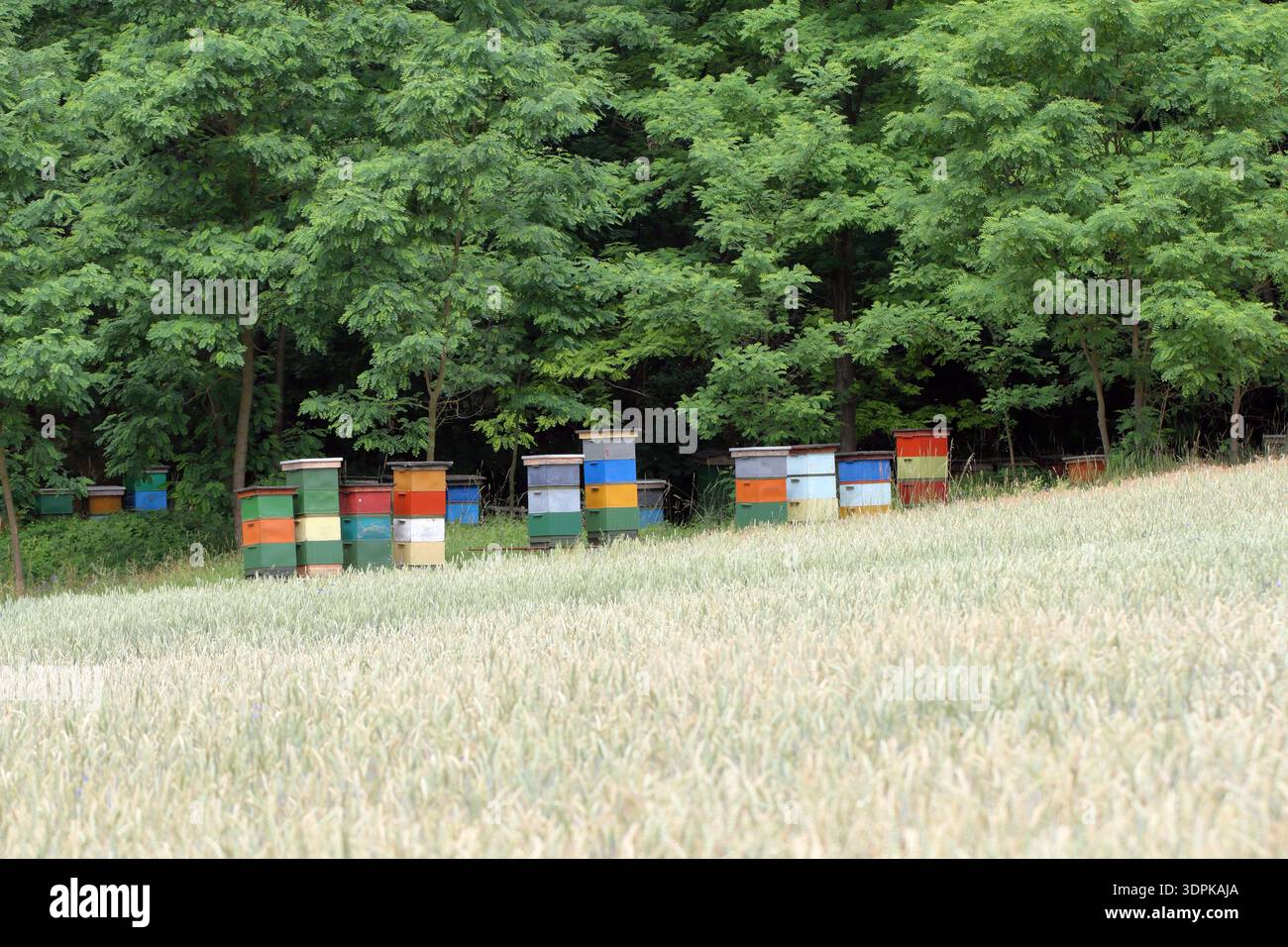 Apiary. Beehives in various colors placed near trees and farmland. Bees pollinating flowers and producing honey. Stock Photo