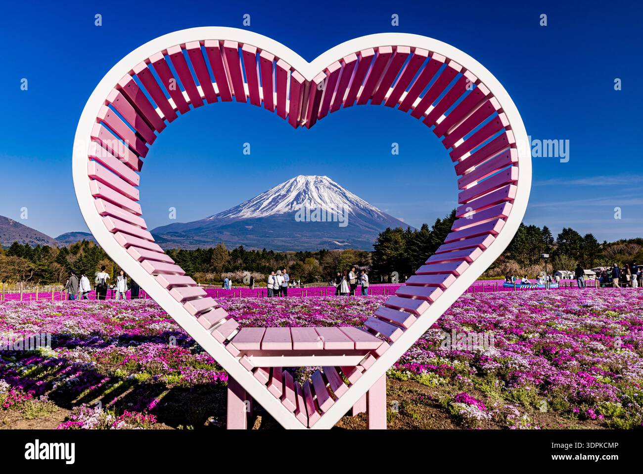 Yamanashi Prefecture Fuji Shibazakura Festival Shibazakura and Mt. Fuji Stock Photo