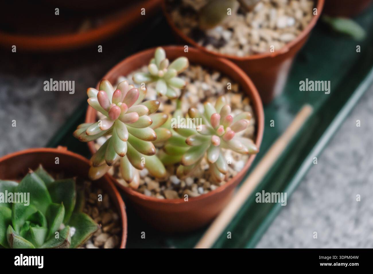 Sedum rubrotinctum aurora hi-res stock photography and images - Alamy