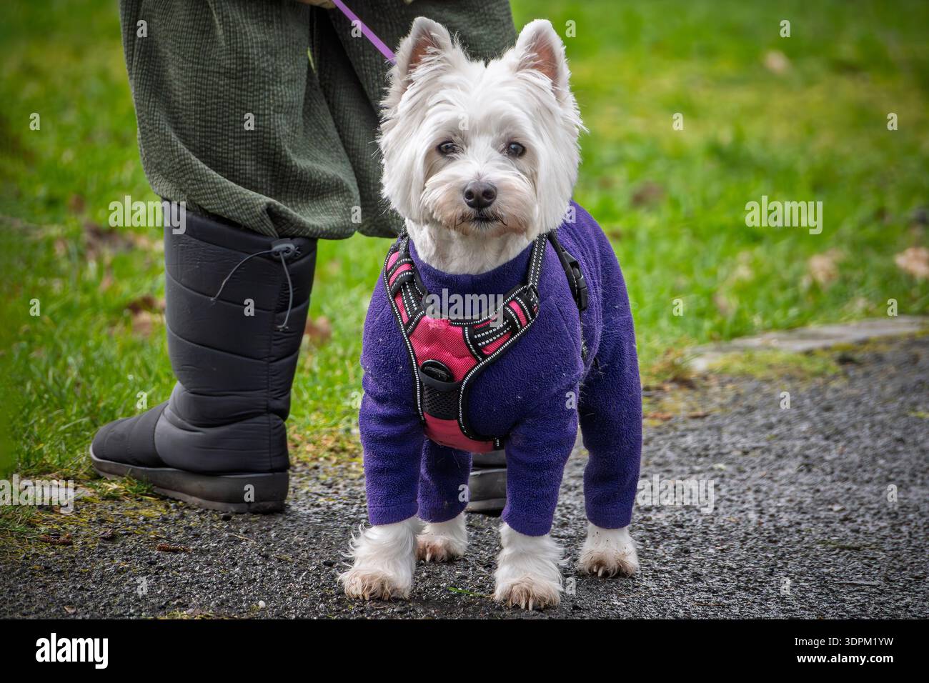 Mens Westie Dog Socks in Blue with White West Highland Terriers
