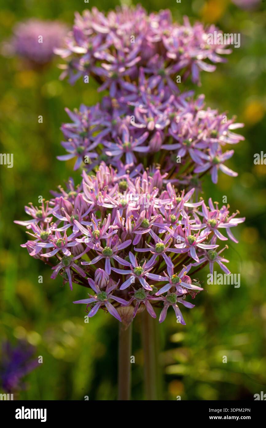Allium atropurpureum or Allium hollandicum is a plant species native to ...