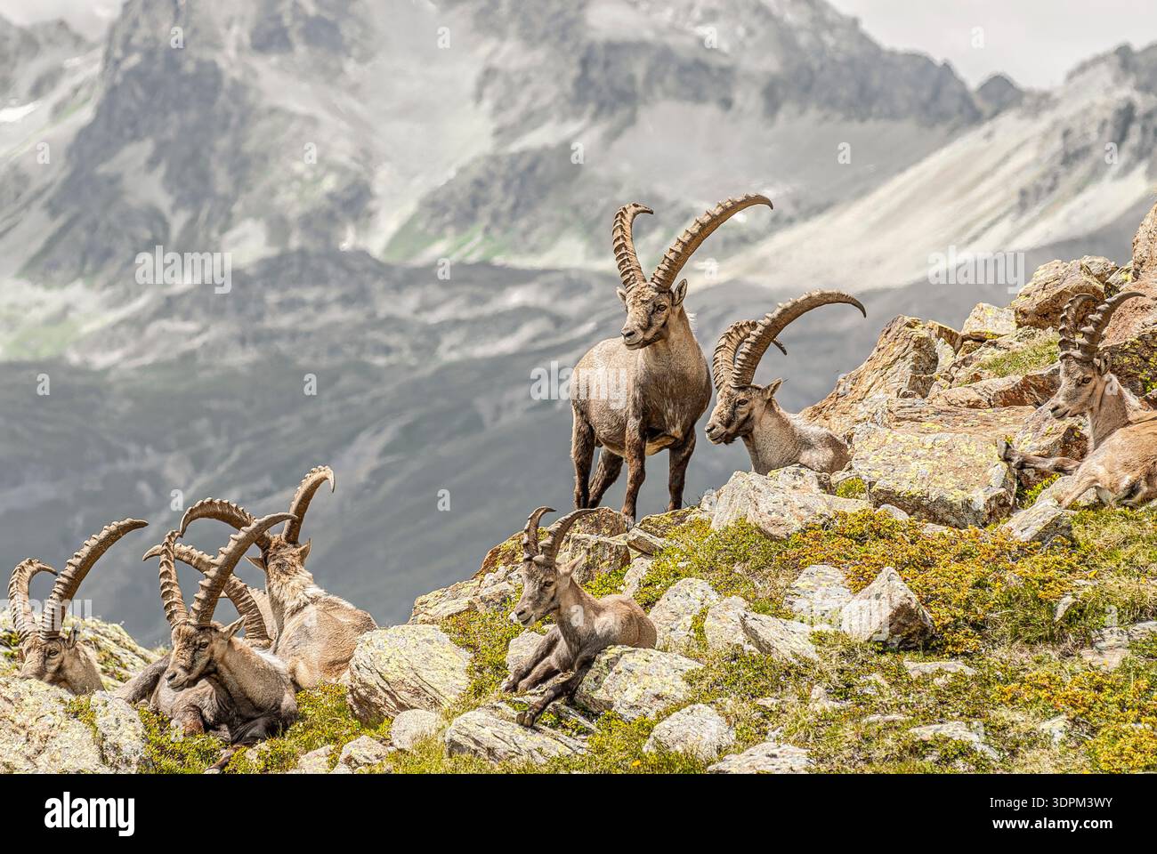 Alpine ibex herd on rocky slope near Pontresina, Engadin, Switzerland, with Swiss Alps mountain scenery in summer. Stock Photo