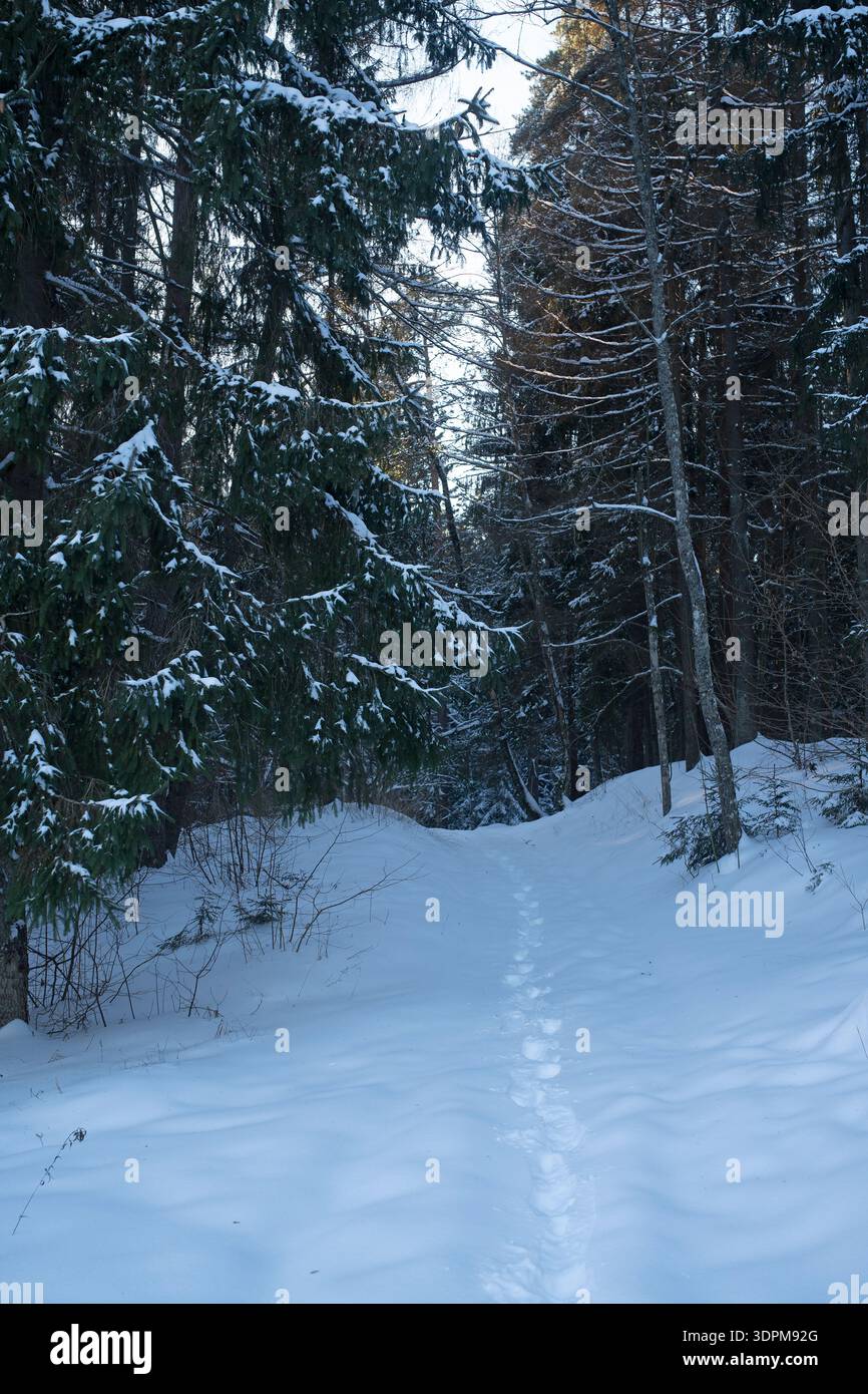 Snow-covered path winds through a serene winter forest, with footprints ...