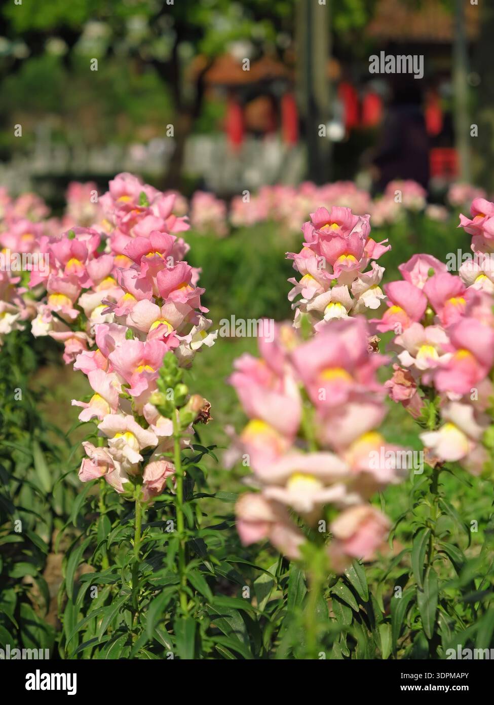vibrant pink snapdragons in full bloom Stock Photo