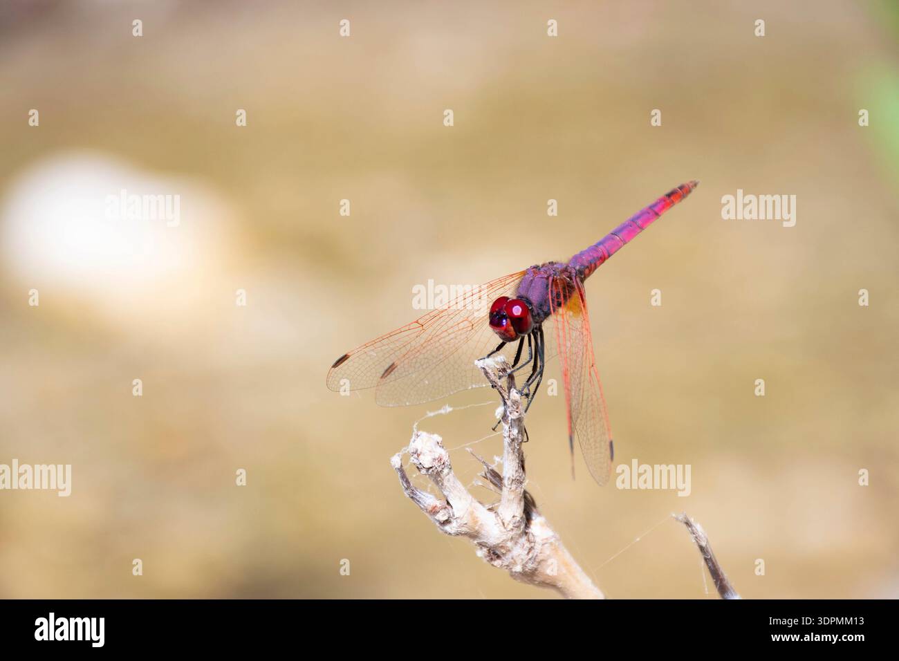 Violet dropwing Trithemis annulata, male perched on twig, Rhodes, Greece, May Stock Photo