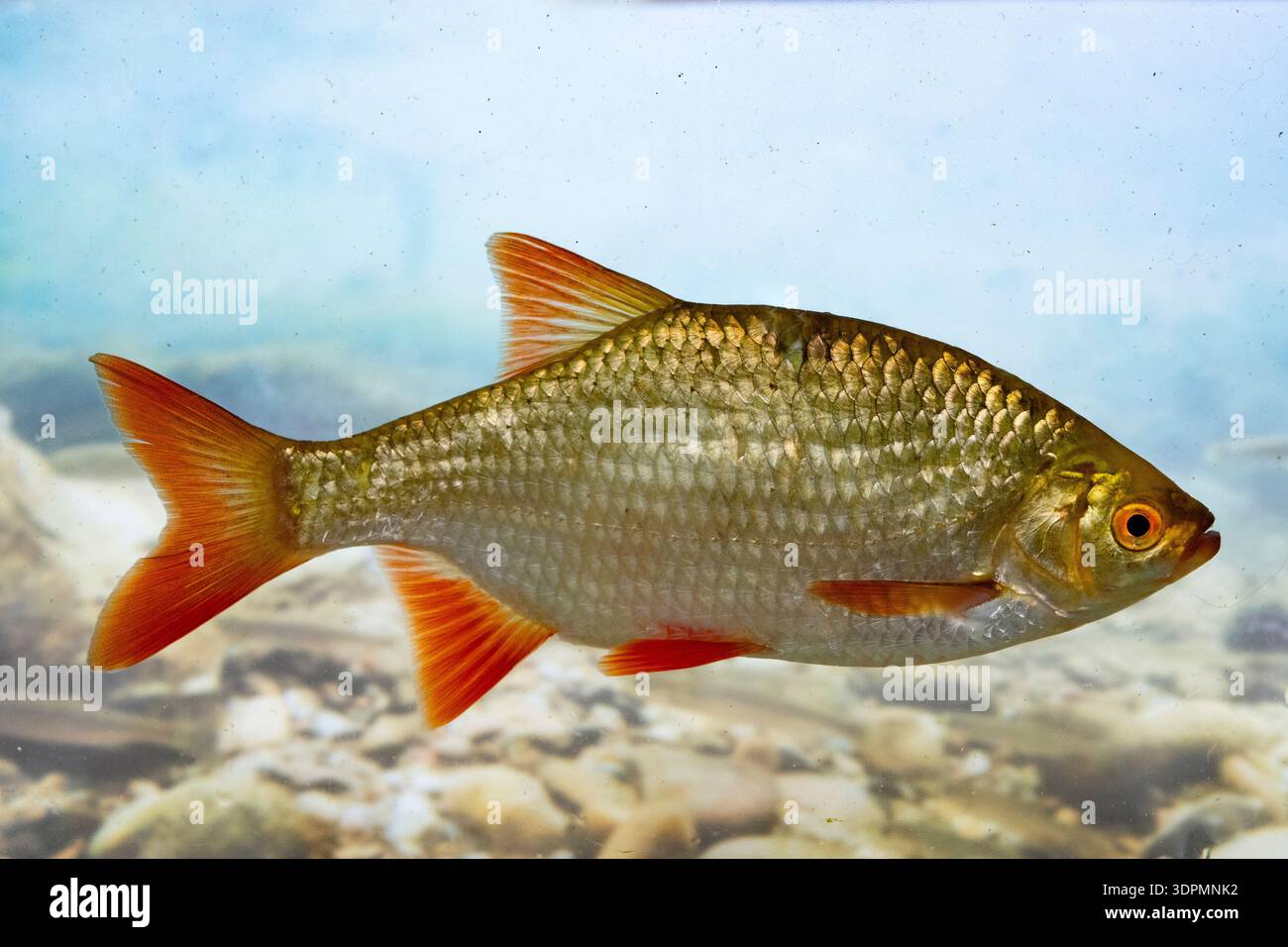 Common Rudd World Record Common rudd Scardinius erythrophthalmus, in golden colours ...