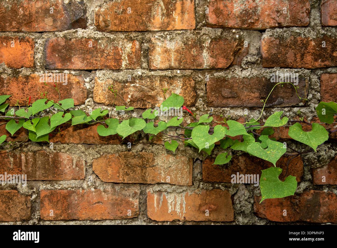 Green vine growing on an old brick wall, worn bricks Stock Photo