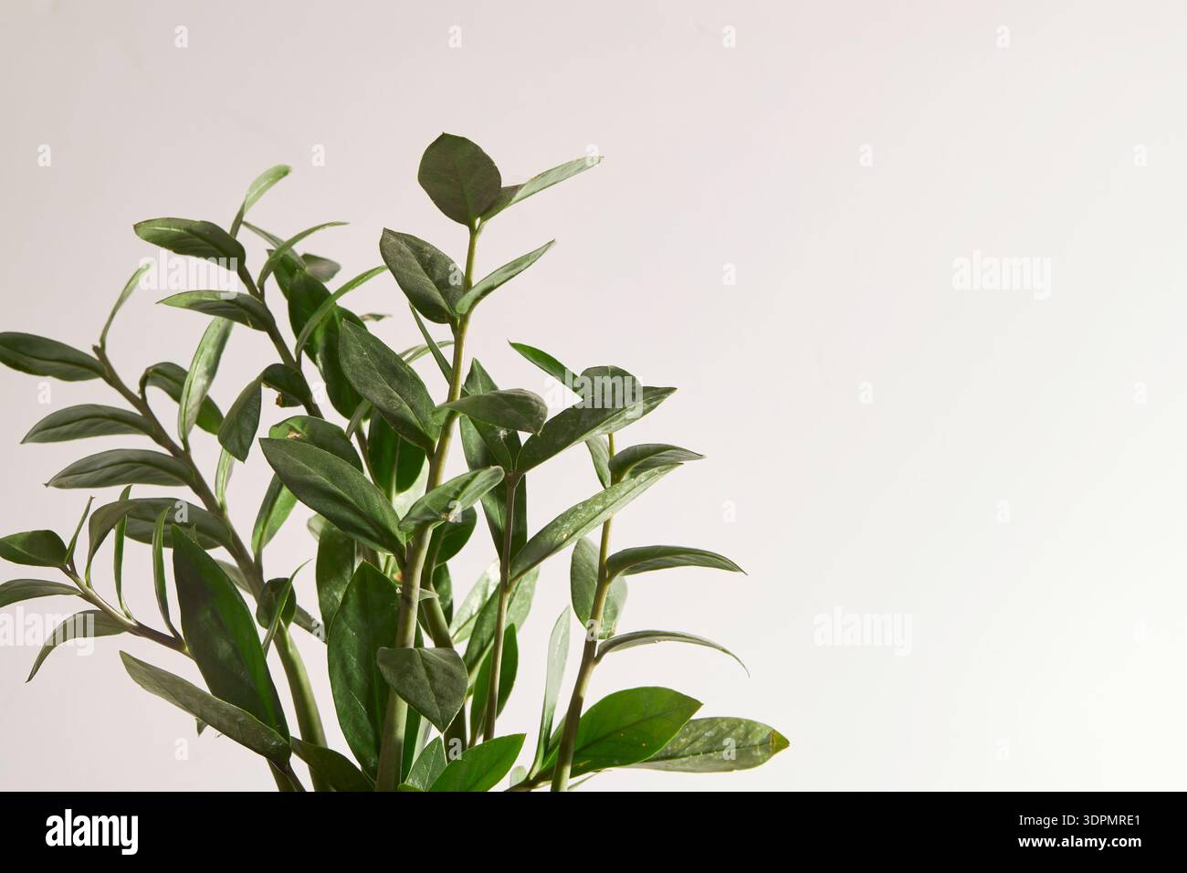 ZZ Plant Stock Photo