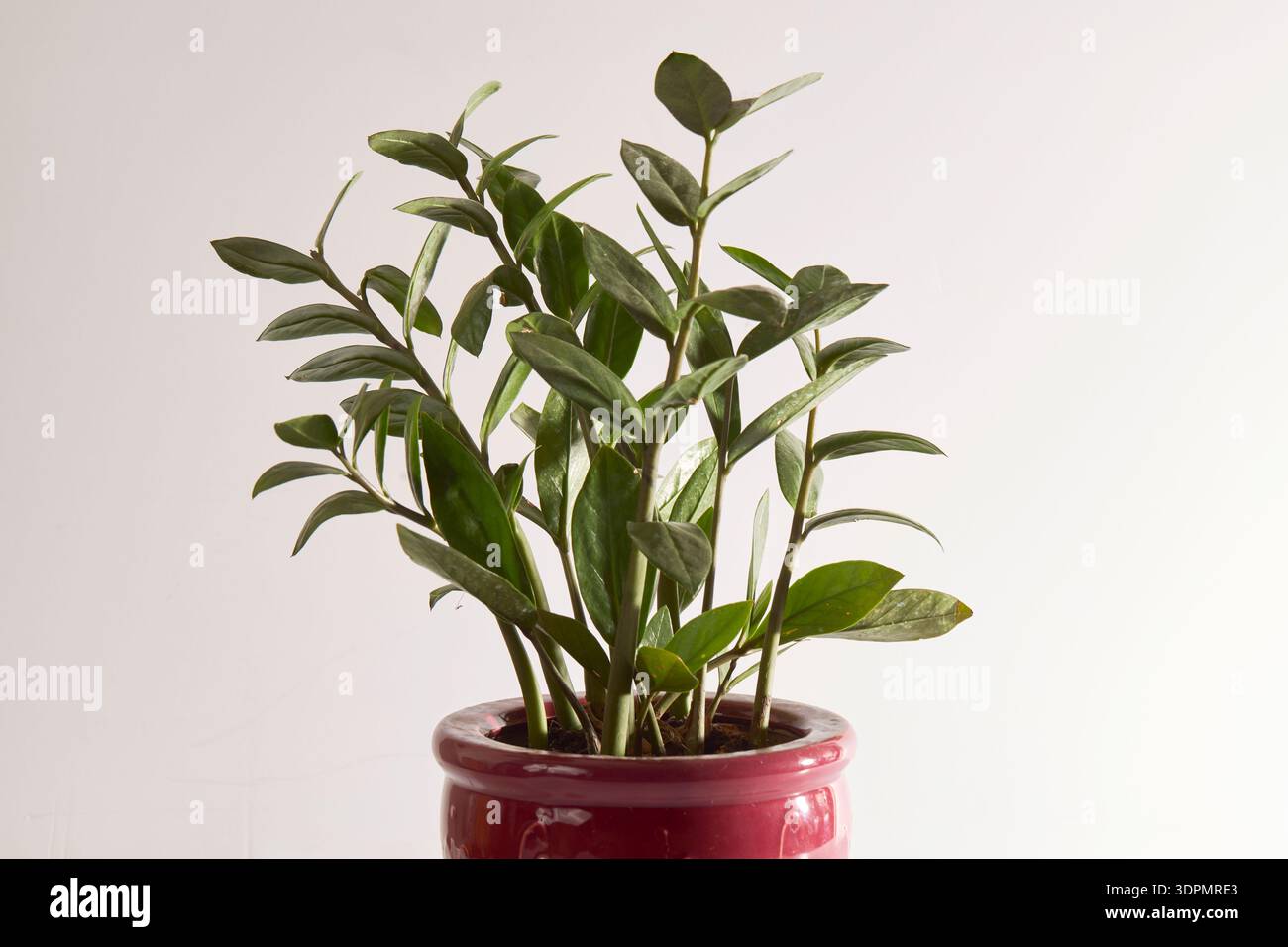 ZZ Plant Stock Photo