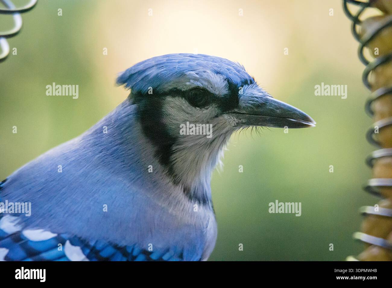 A stunning profile of a Blue Jay in Waukesha County, Wisconsin. The ...