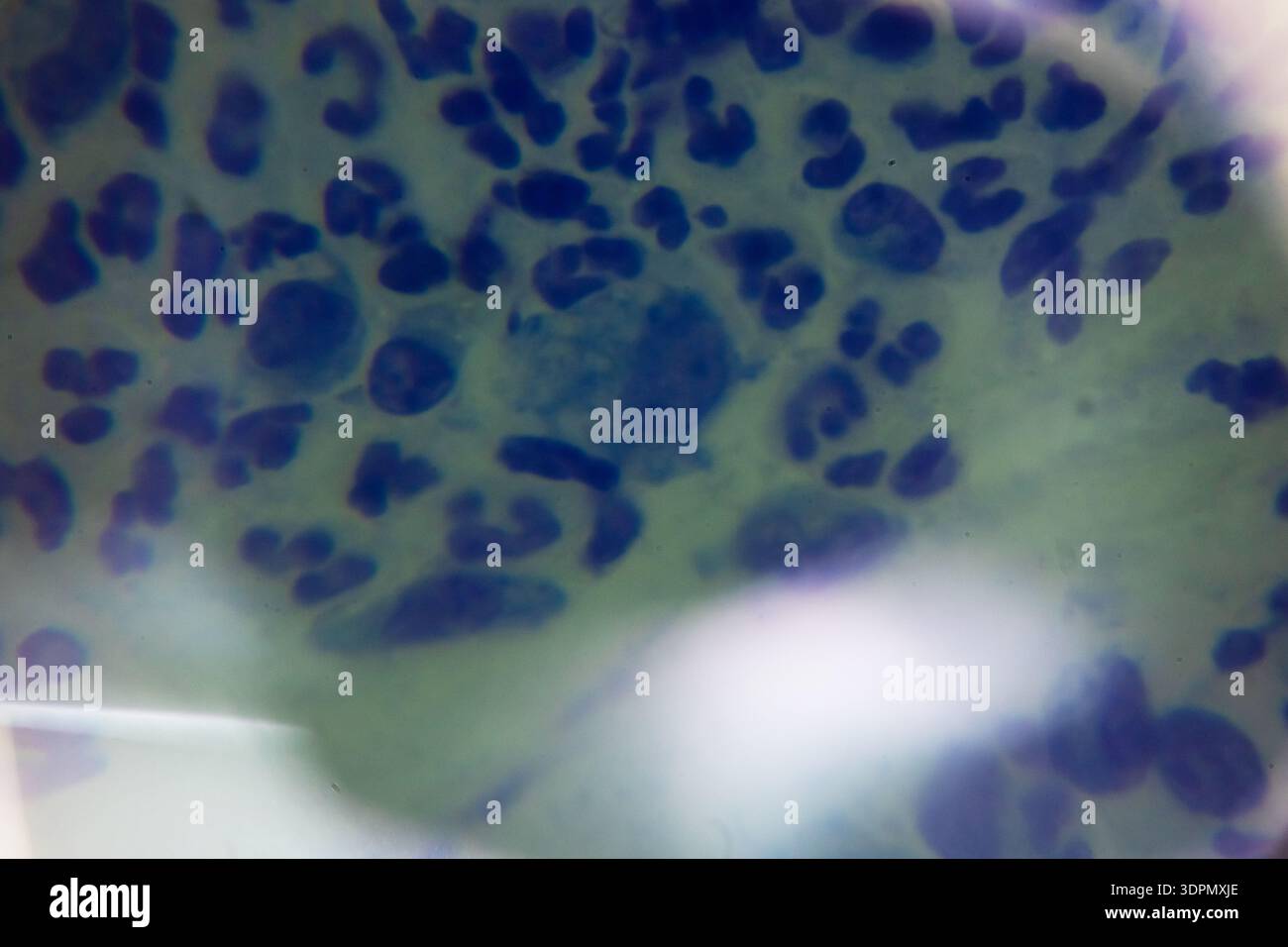 Macro spotted leaf pattern, dreamy bokeh indigo green hues with vintage film grain, soft haze and subtle backlight, Stock Photo