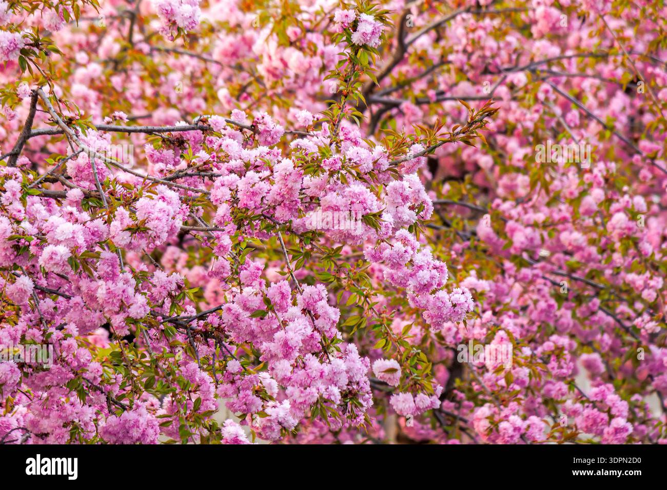 beautiful spring background of sakura tree in full bloom. vibrant pink cherry blossom floral pattern. copy space among blurred branches in park. backd Stock Photo