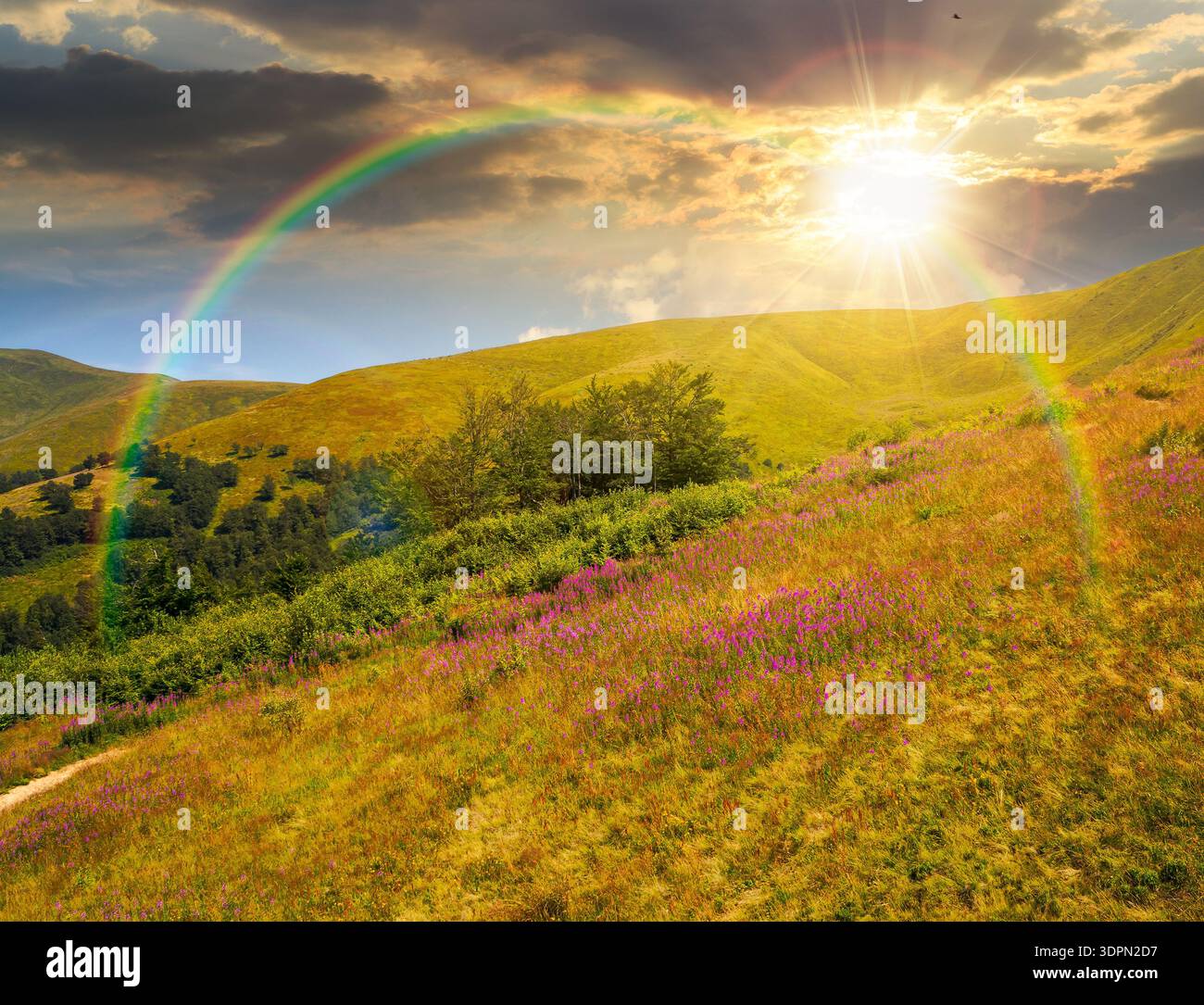 beautiful carpathian mountain landscape in summer at sunset. scenic view of green grassy hills with alpine forest in evening light. picturesque scene Stock Photo