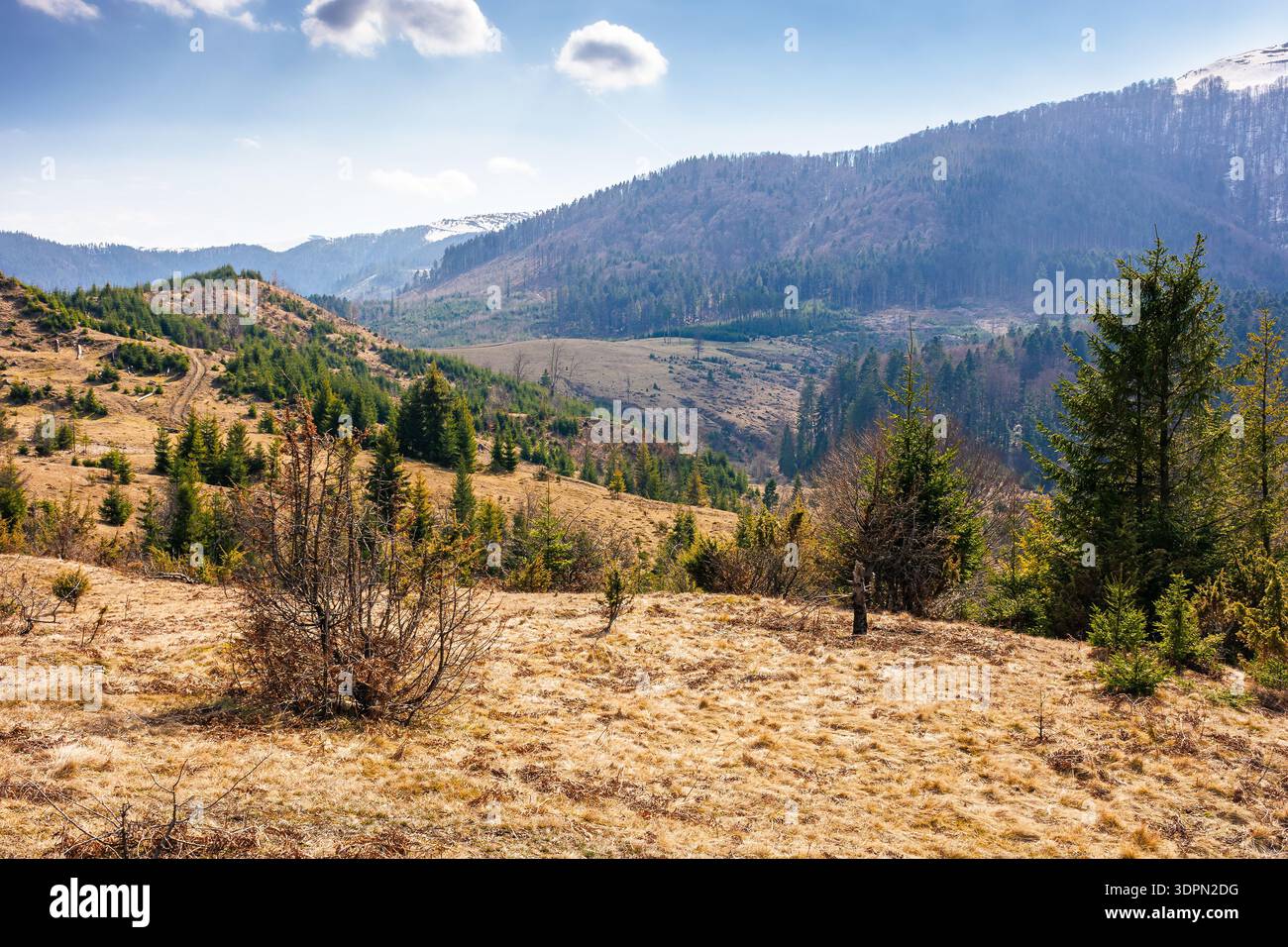 carpathian mountains in early spring. tree stumps on rolling hills. forest clearing. deforestation landscape under blue sky. green environment sustain Stock Photo