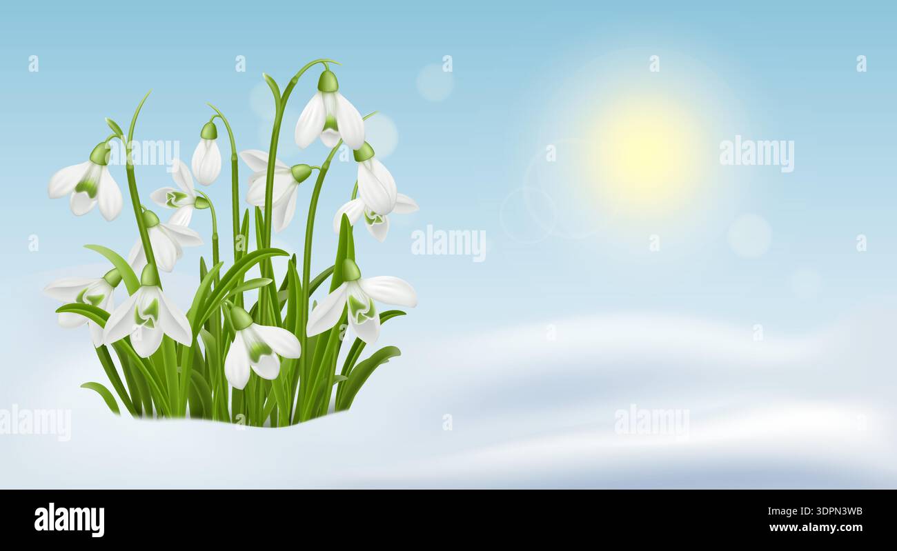 Snowdrop Flowers in Spring Snow Stock Vector