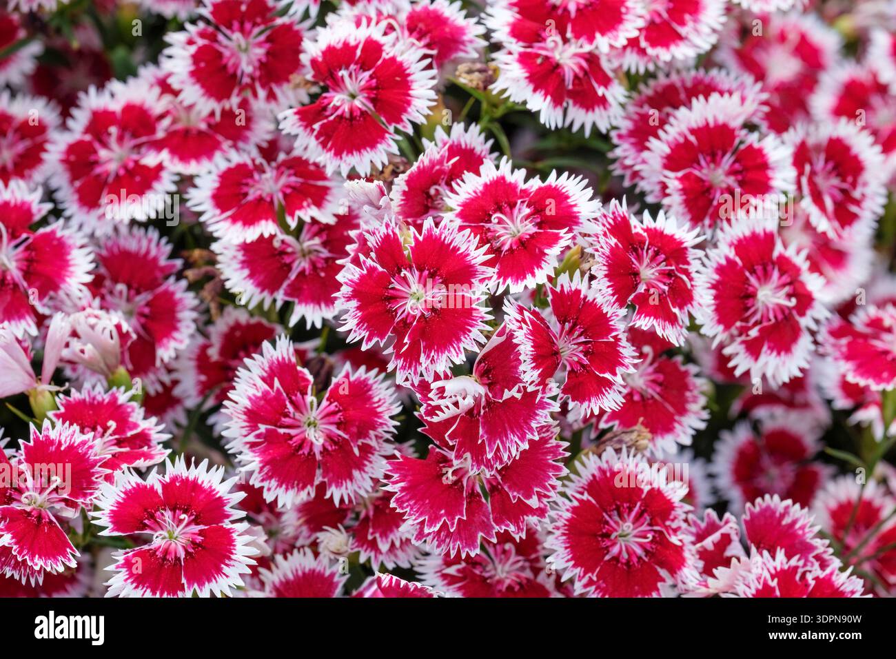 Aummer Ruby Sweet william ruby picotee hi-res stock photography and images - Alamy