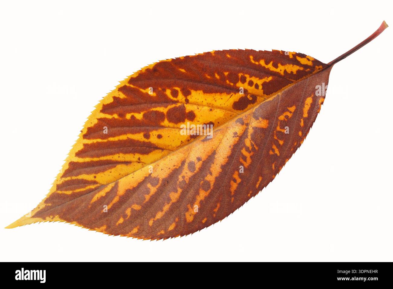 Autumn leaf isolated on white background Stock Photo