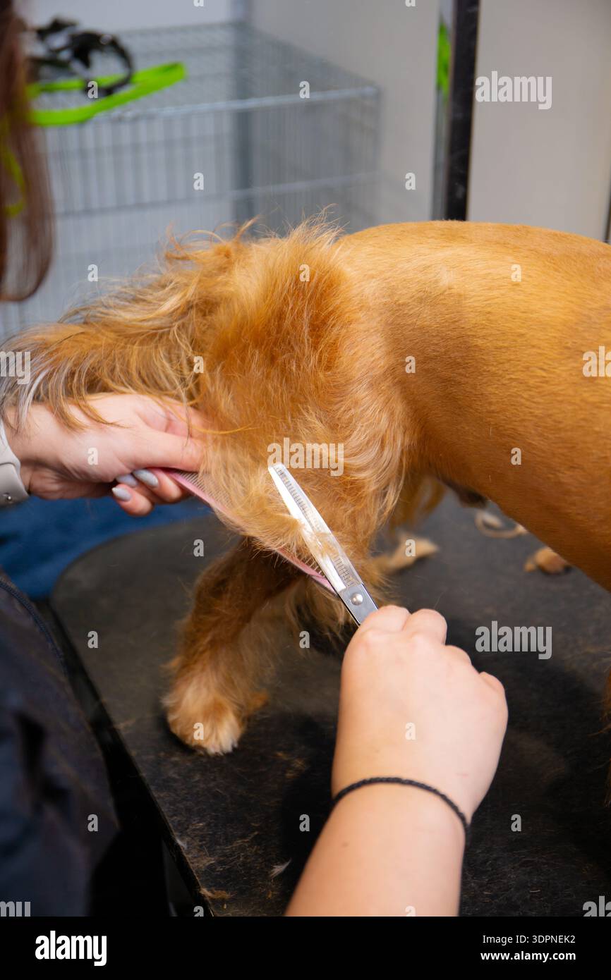 Salon skilled hands carefully hi-res stock photography and images - Alamy