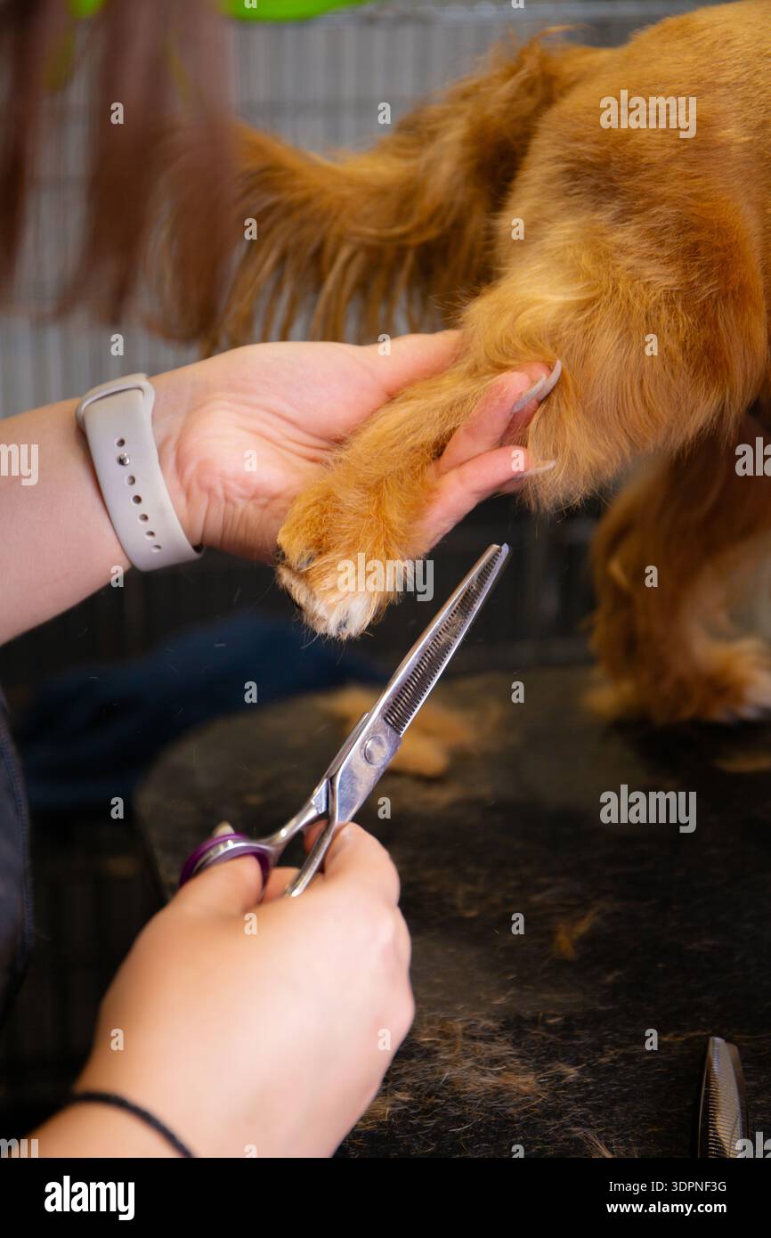 Salon skilled hands carefully hi-res stock photography and images - Alamy