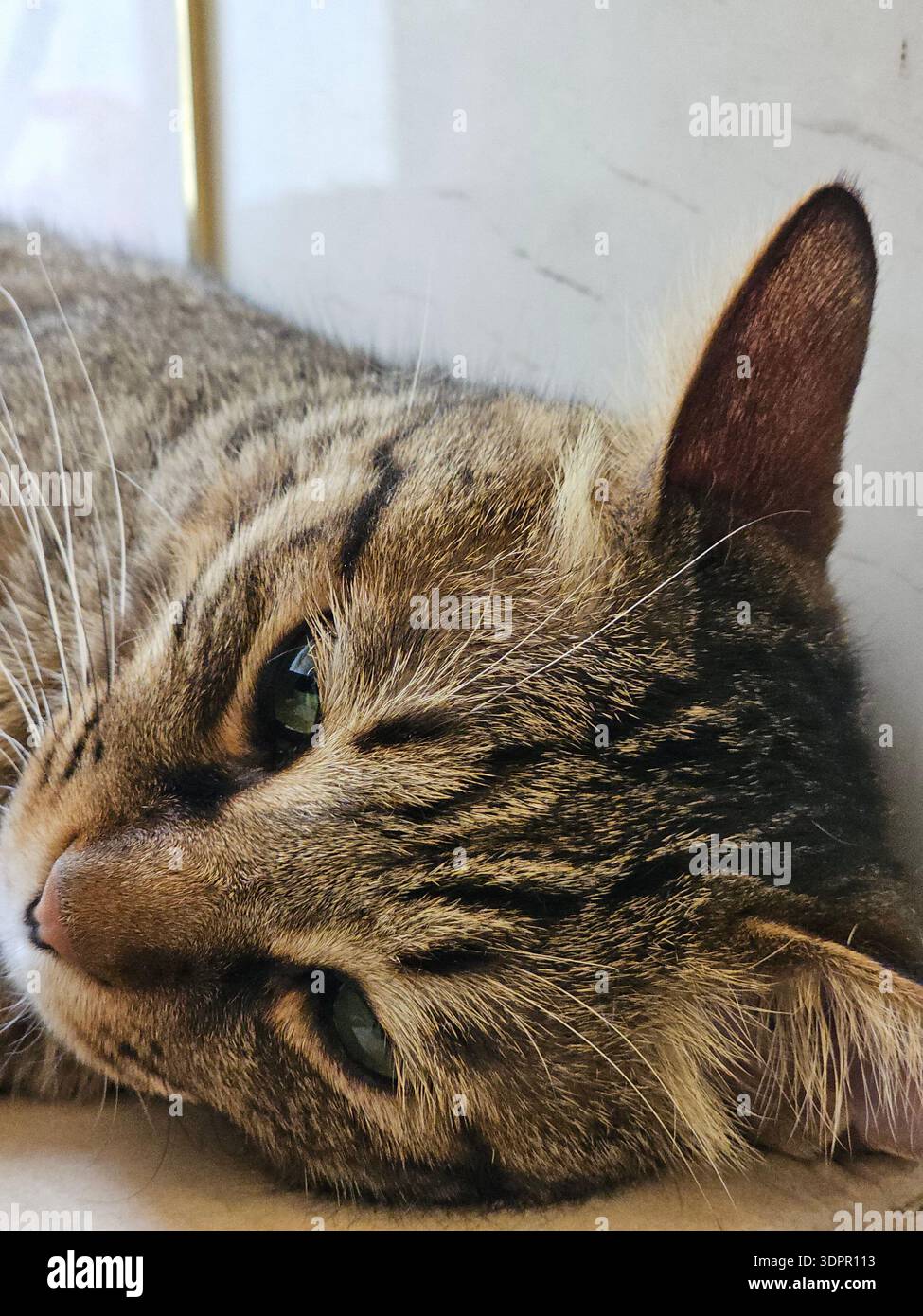 cat - Smartphone Captured Stock Image