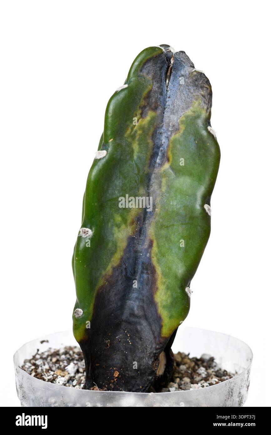 Rotting cactus hi-res stock photography and images - Alamy