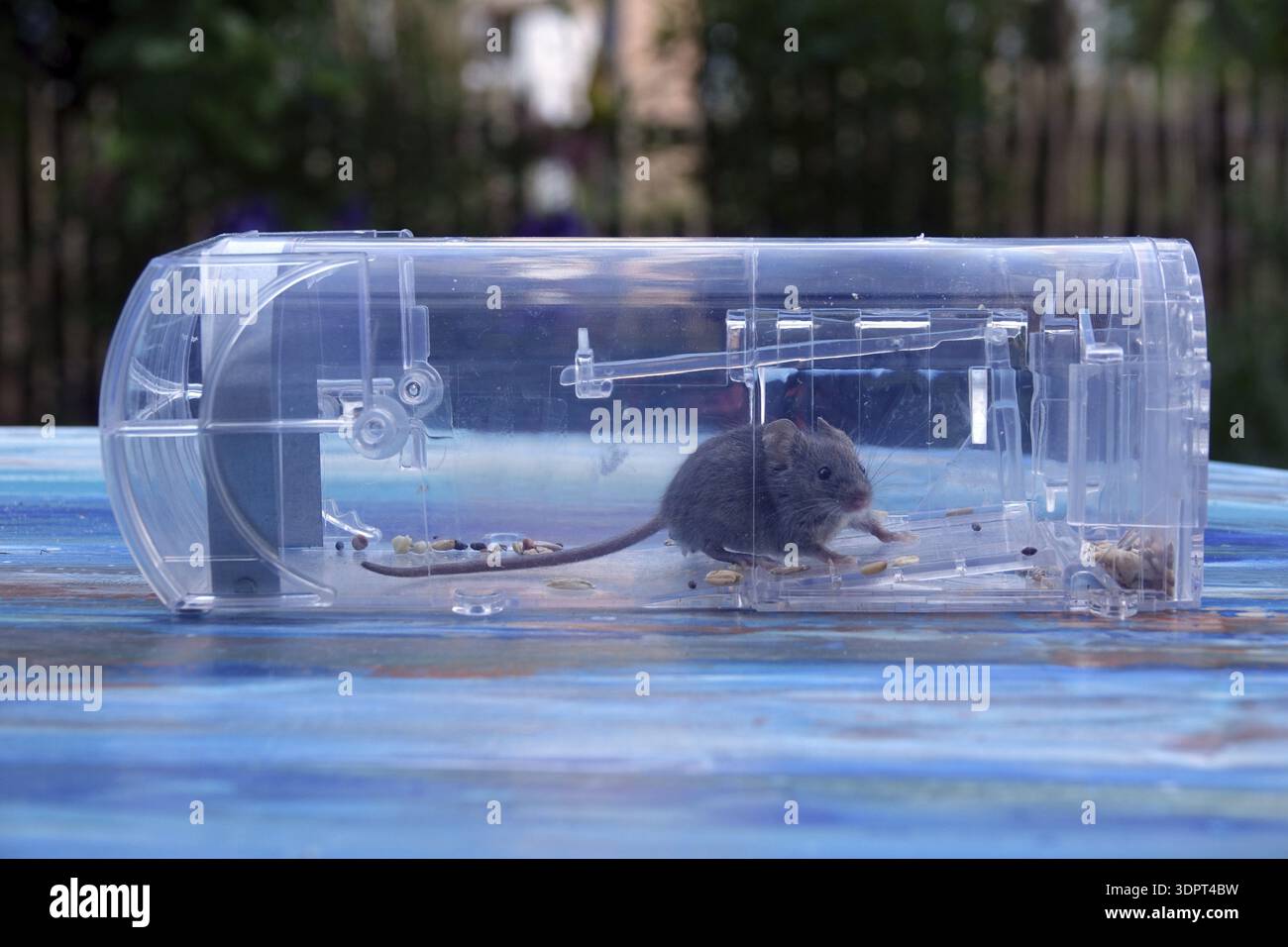Mouse in a mousetrap Stock Photo