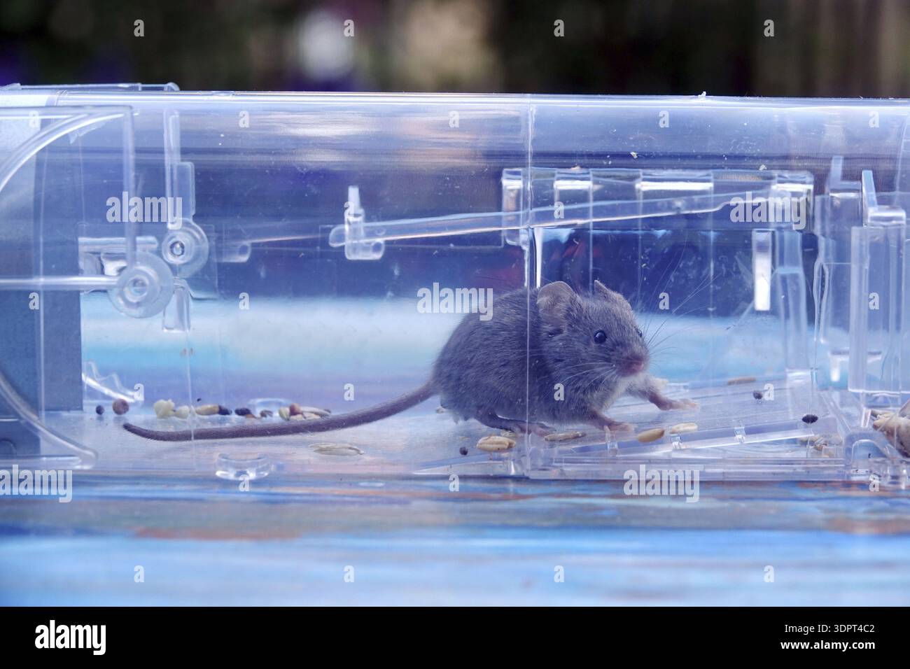 Mouse in a mousetrap Stock Photo