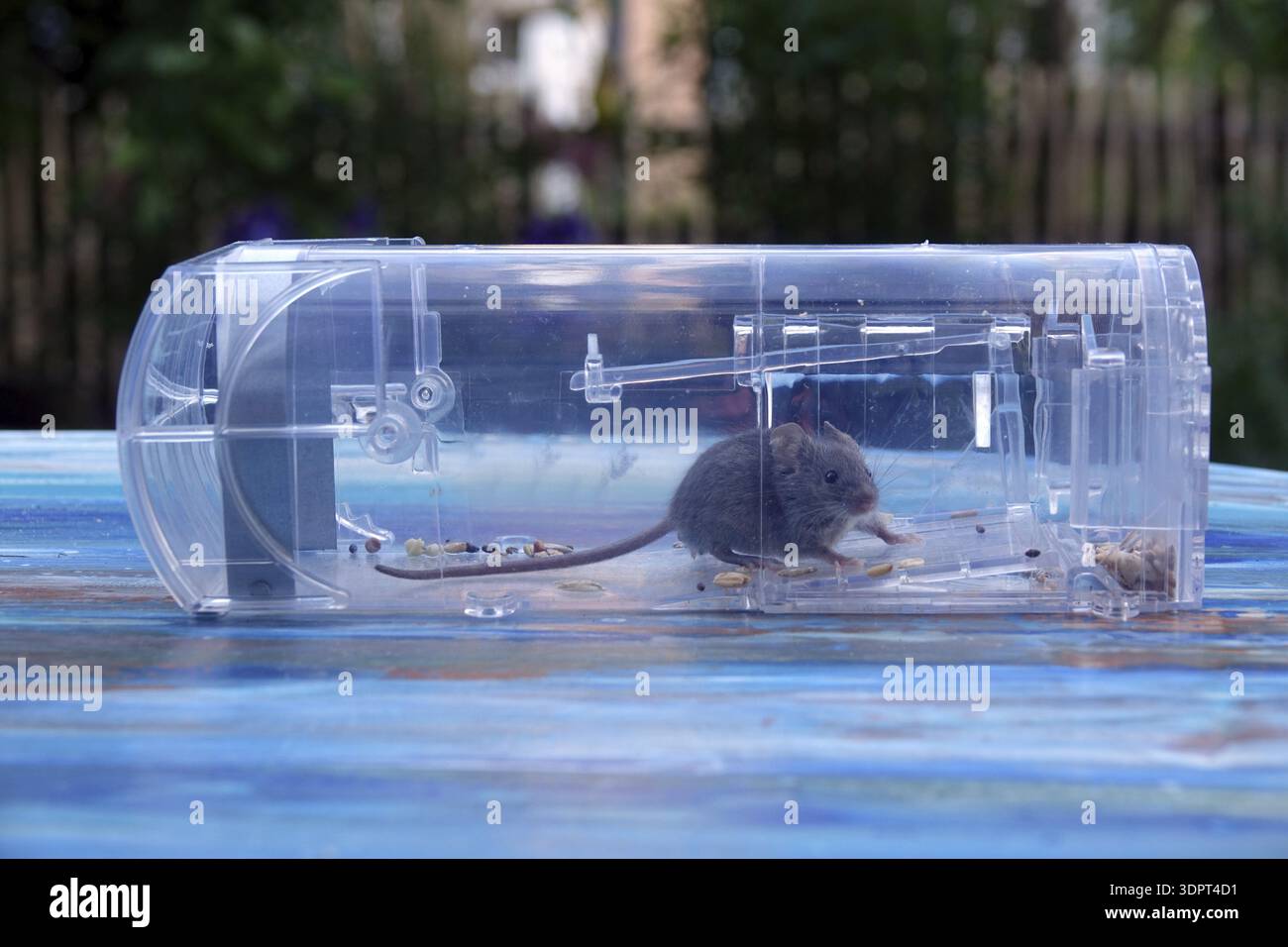 Mouse in a mousetrap Stock Photo