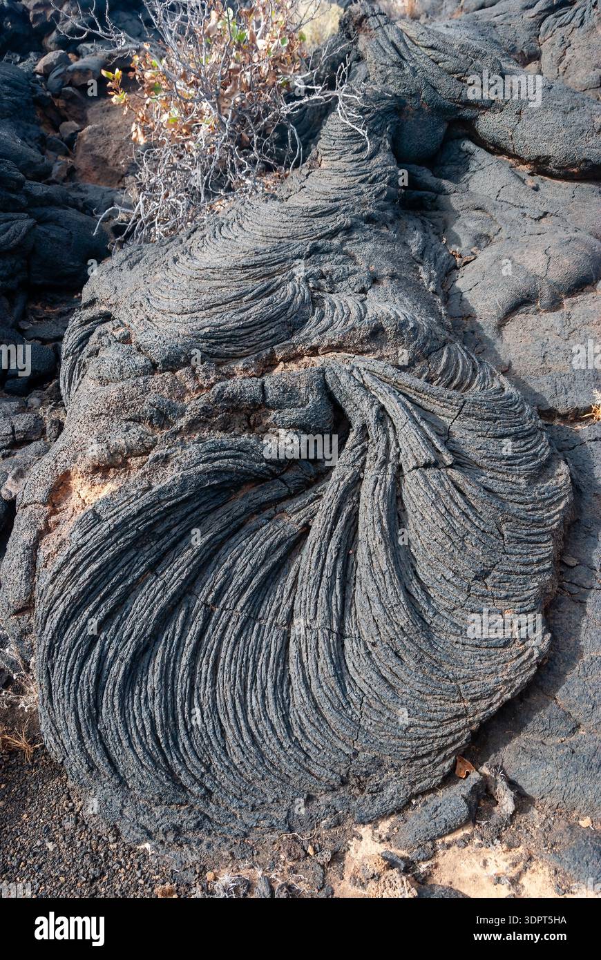 Pahoehoe lava flow with a distinctive twisted, rope-like texture, El ...