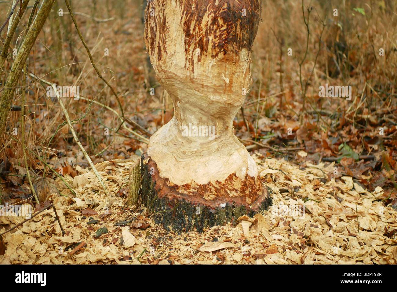 Beavers eurasian castor fiber gnawed bite chewing marks on Oak Quercus ...