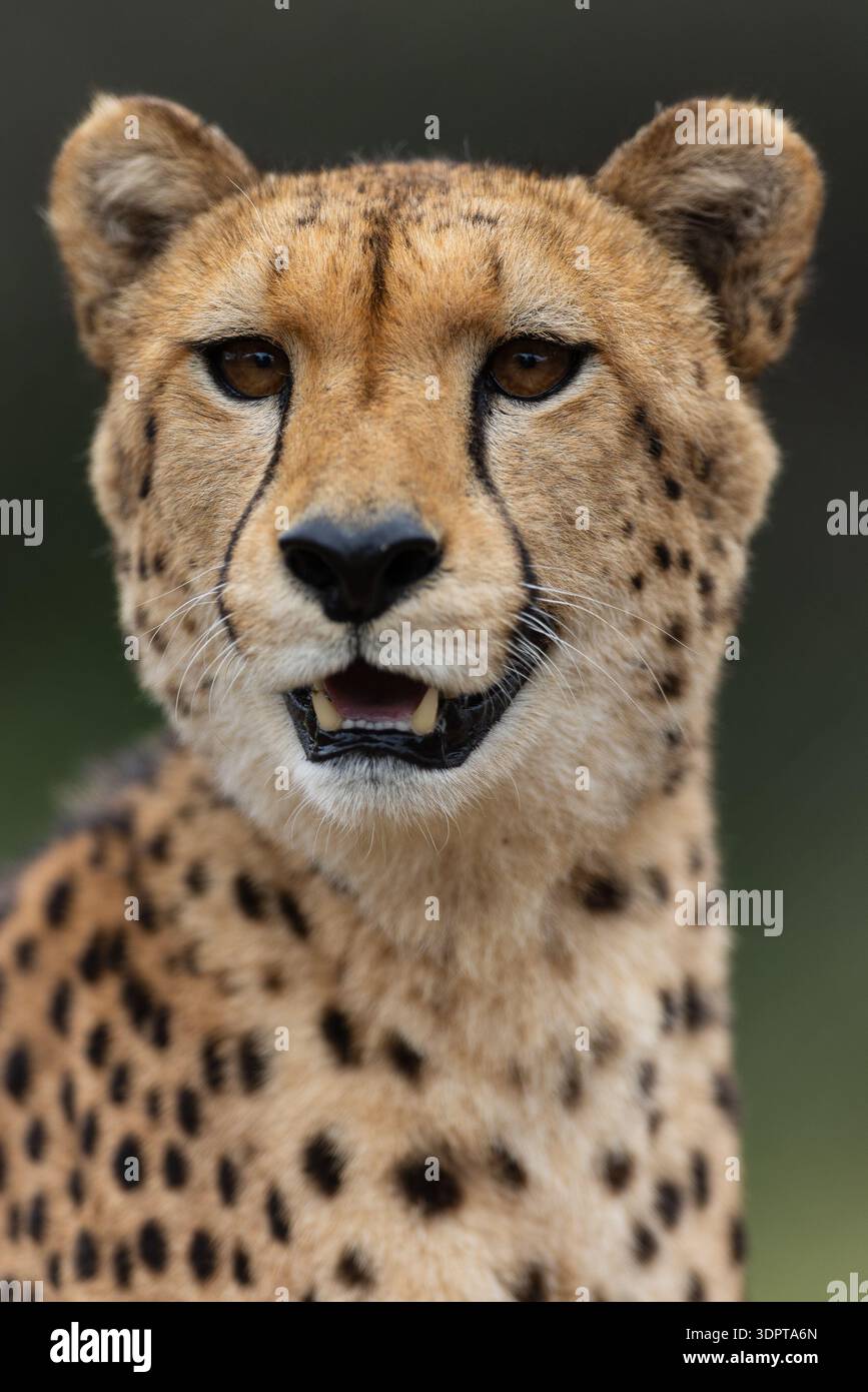 Wild cheetah standing alert hi-res stock photography and images - Alamy