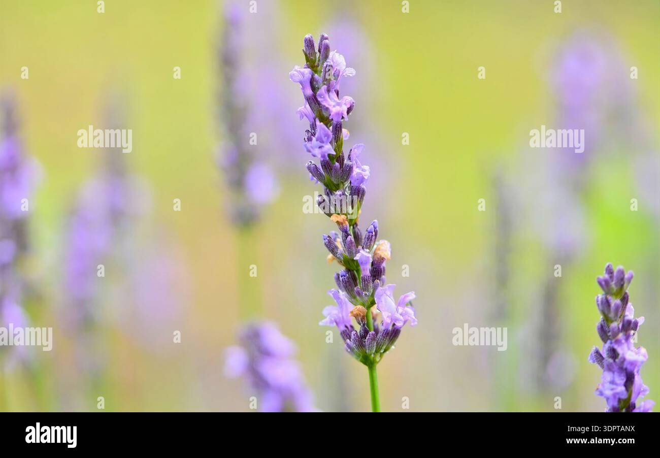 Lavender flowers soft focus hi-res stock photography and images - Alamy