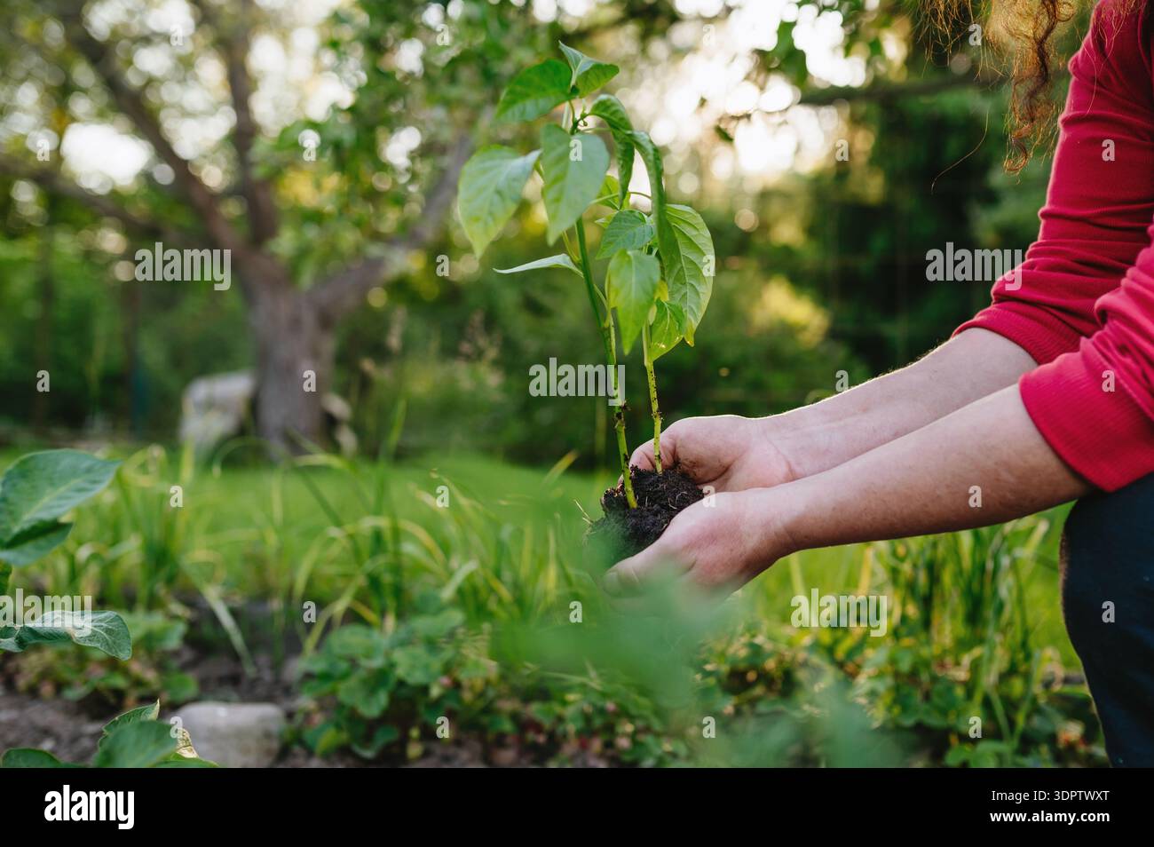 Bell pepper plants hi-res stock photography and images - Alamy