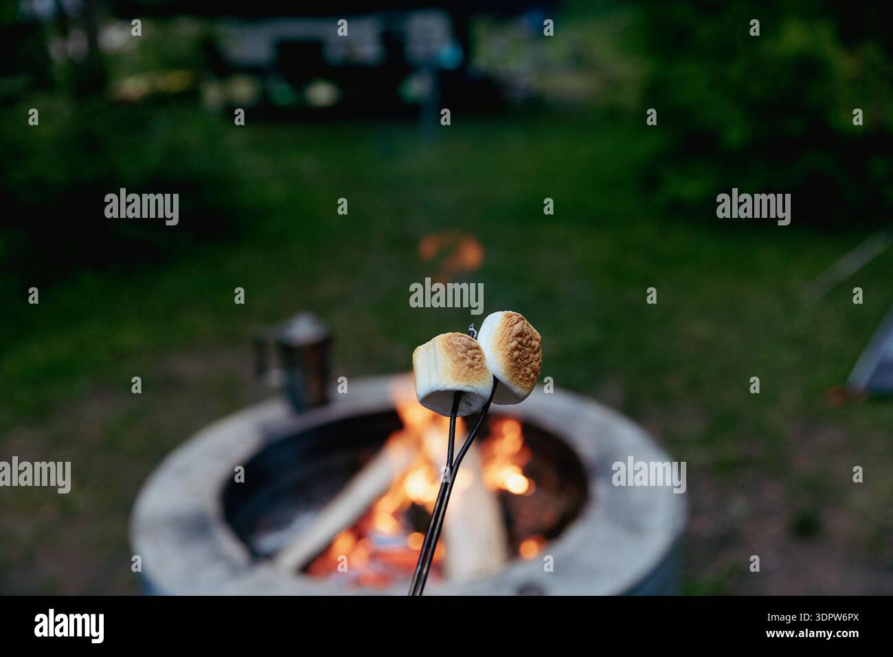 Marshmallows on a stick being roasted over a campfire Stock Photo