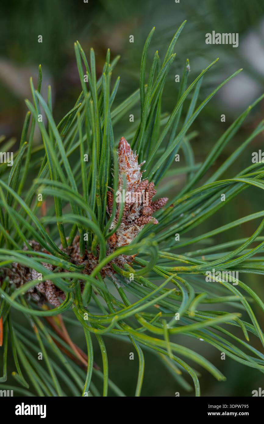 Pine cone on a Christmas tree close-up isolated Stock Photo