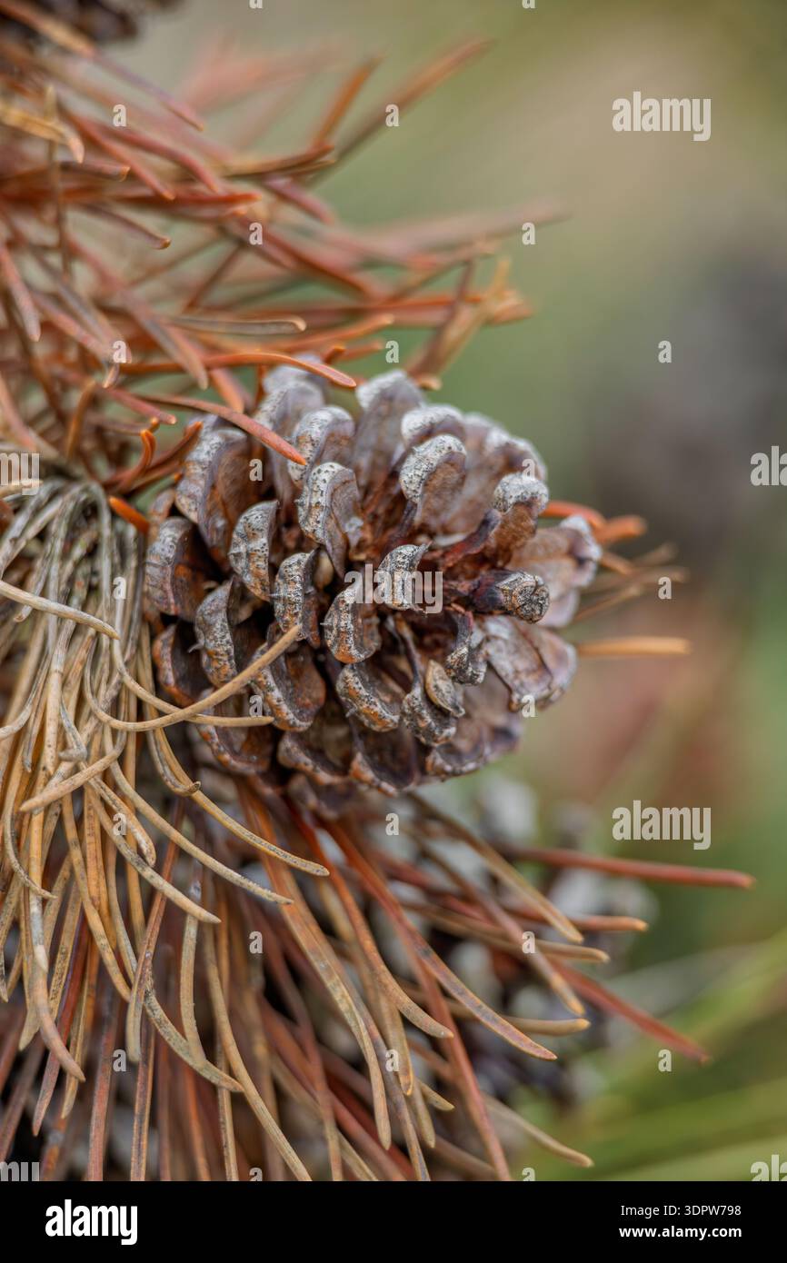 Pine cone on a Christmas tree close-up isolated Stock Photo