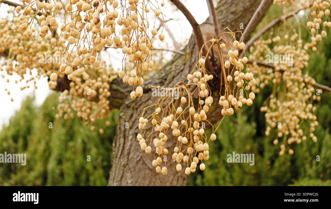 Mecalia Tree Fruits and seeds of Melia azedarach - Chinaberry tree. Branch with ...