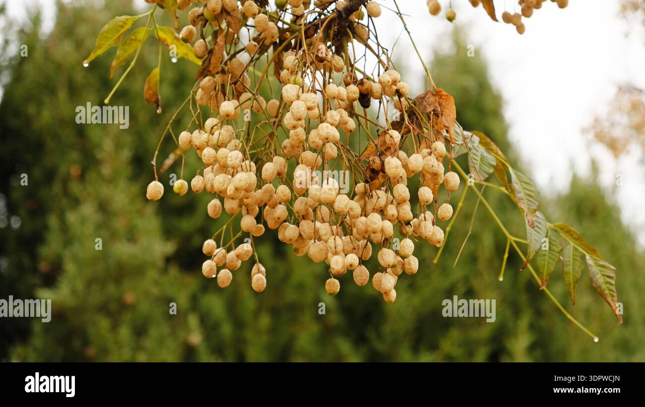 Fruits and seeds of Melia azedarach - Chinaberry tree. Branch with ...