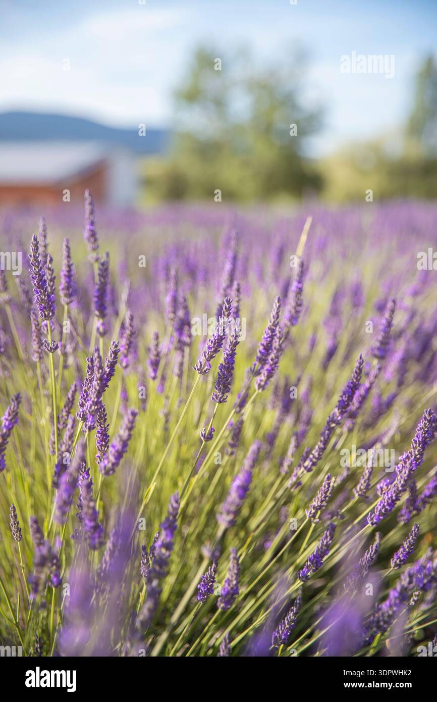 Lavender flowers soft focus hi-res stock photography and images - Alamy