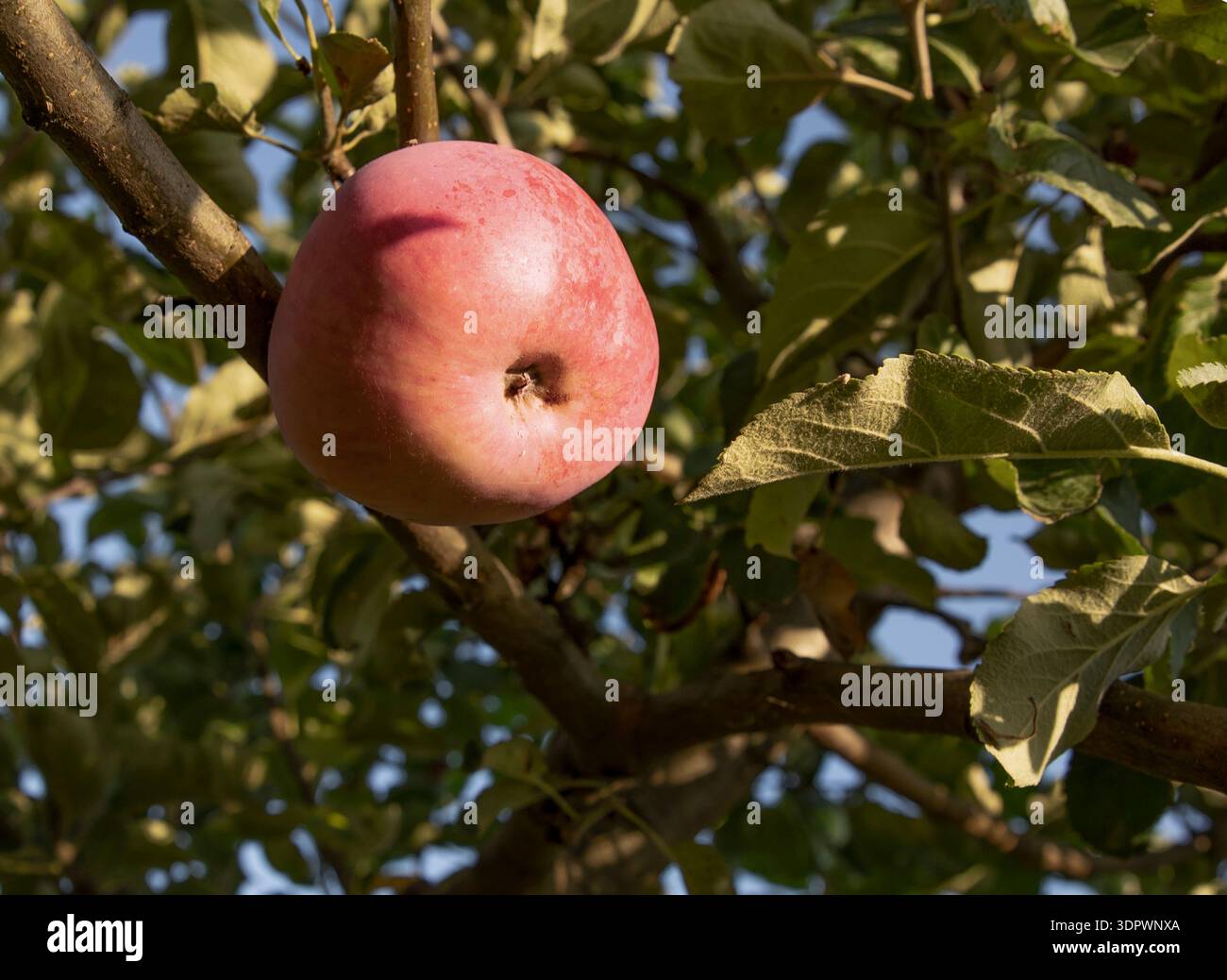 Ripe red apples hanging on tree branch with green leaves Stock Photo ...