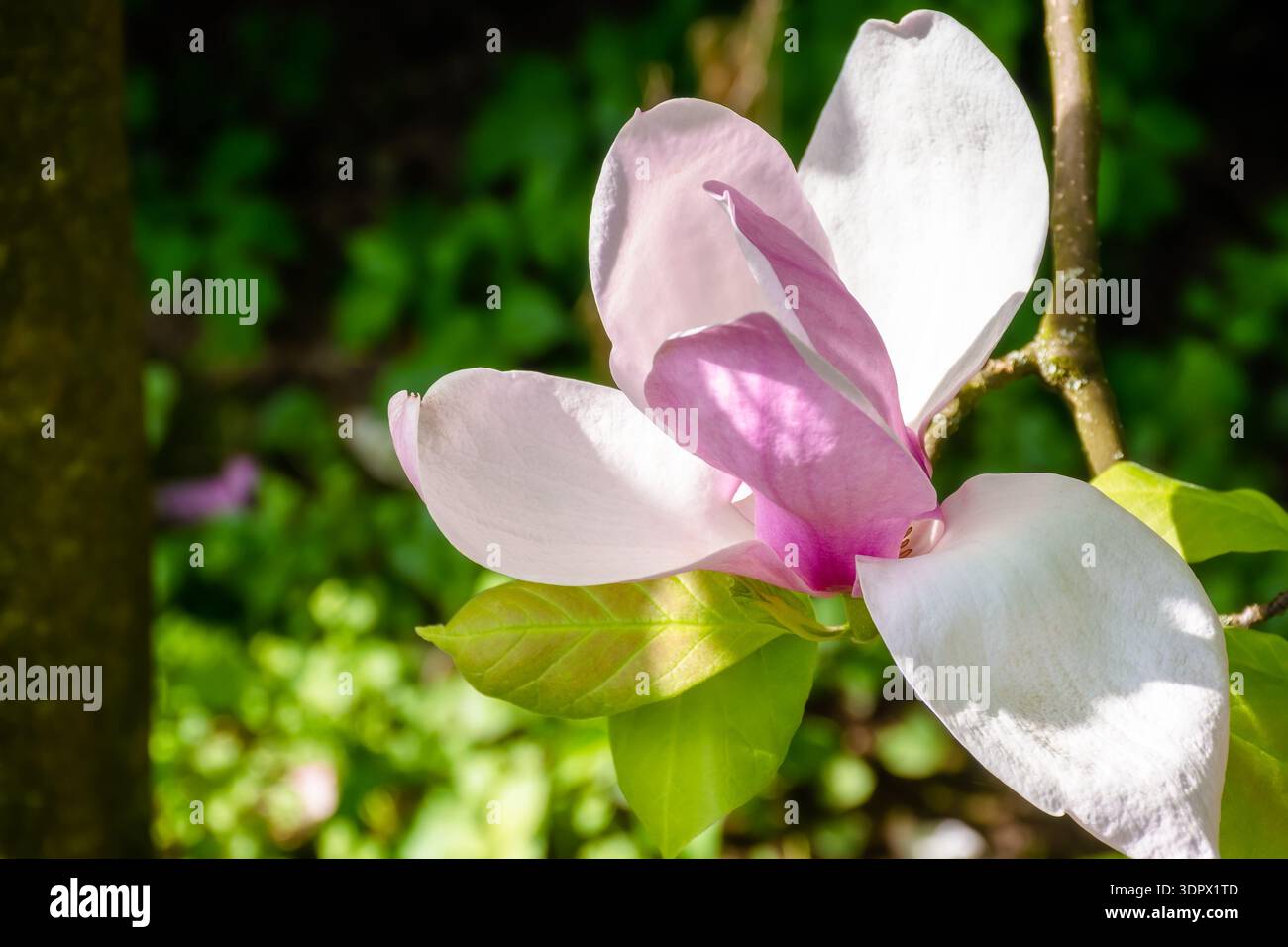 pink magnolia in spring. delicate single flower in full bloom. beautiful background of botany garden. branch of soulangeana in morning sunlight. roman Stock Photo