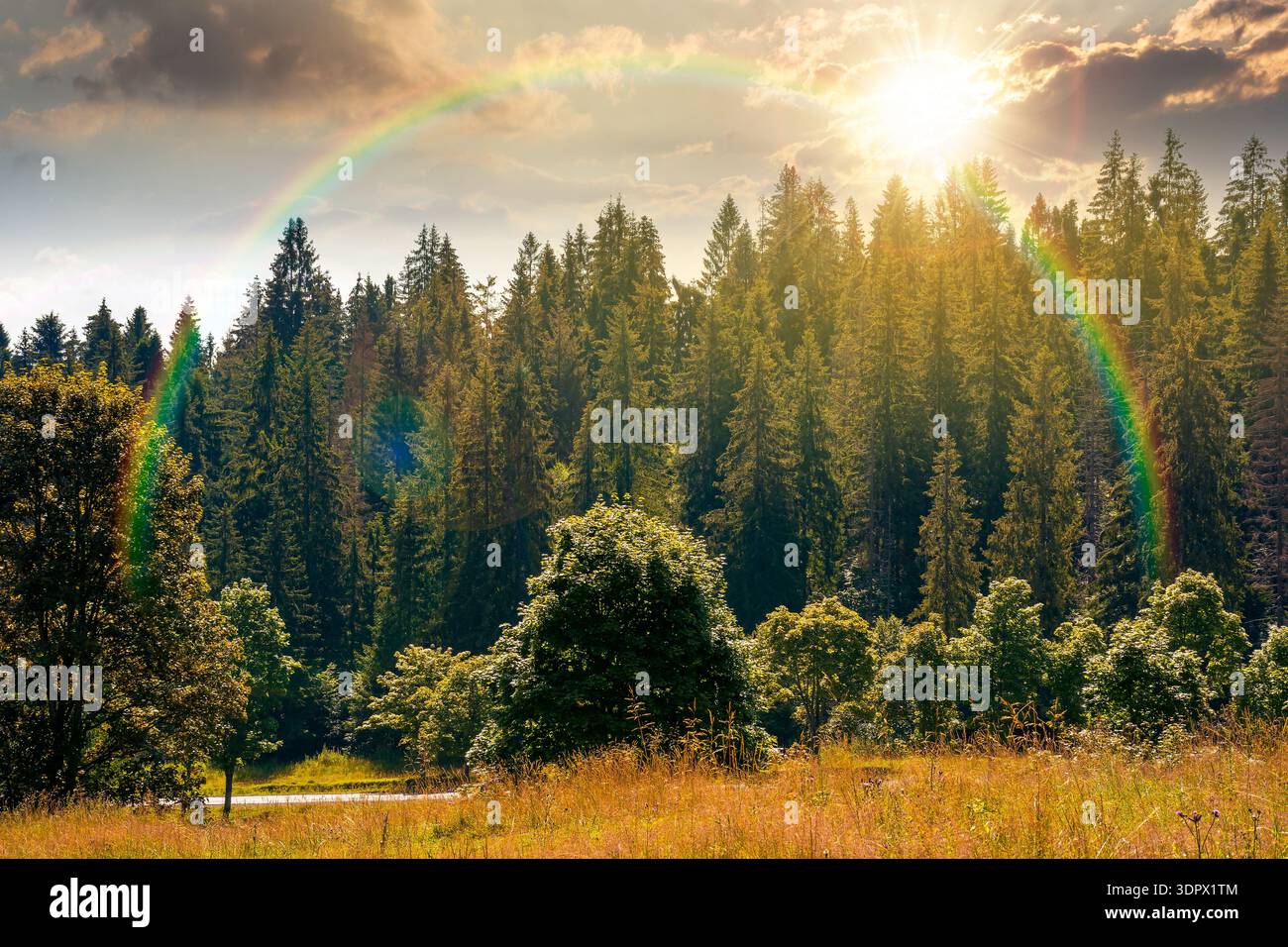 coniferous forest on a steep hillside meadow in summer at sunset. mountain landscape in evening light. beautiful nature scenery. green environment ope Stock Photo