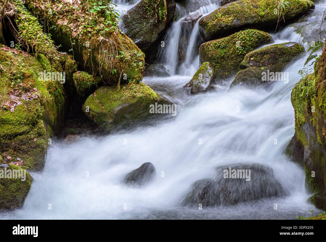 water flowing between mossy rocks. nature background with river through forest. fresh green environment during springtime. pristine carpathian ecosyst Stock Photo
