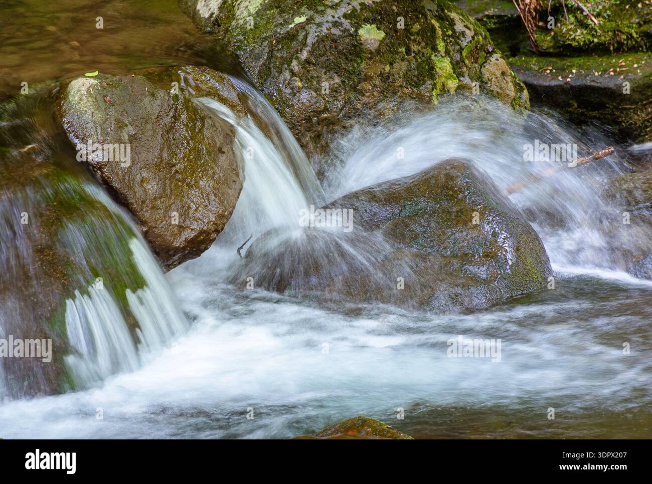 water flowing between mossy rocks. nature background with river through forest. fresh green environment during springtime. pristine carpathian ecosyst Stock Photo