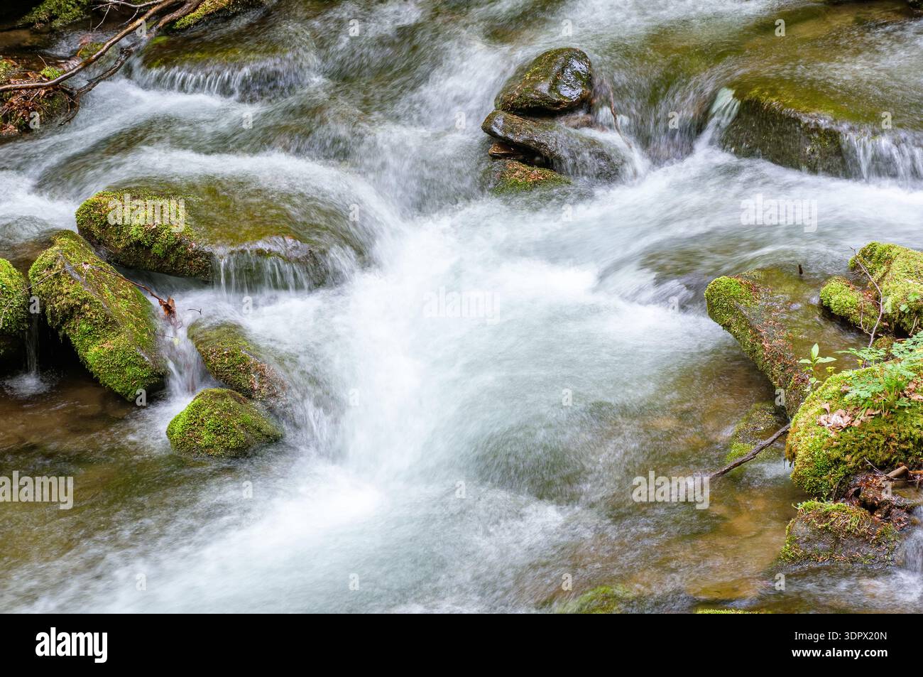 water flowing between mossy rocks. nature background with river through forest. fresh green environment during springtime. pristine carpathian ecosyst Stock Photo