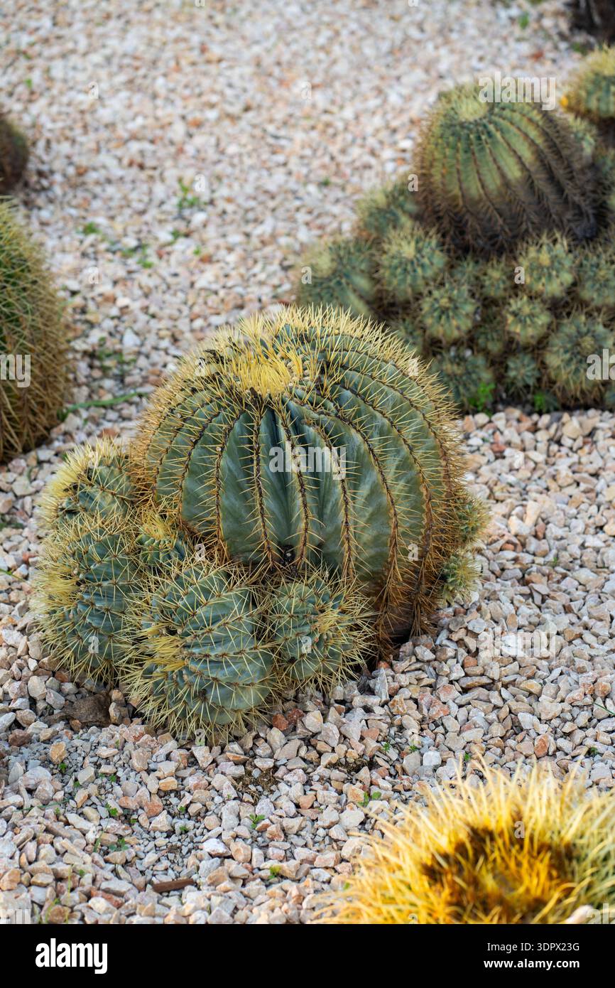Golden barrel cactus cluster with multiple offsets thriving in a ...