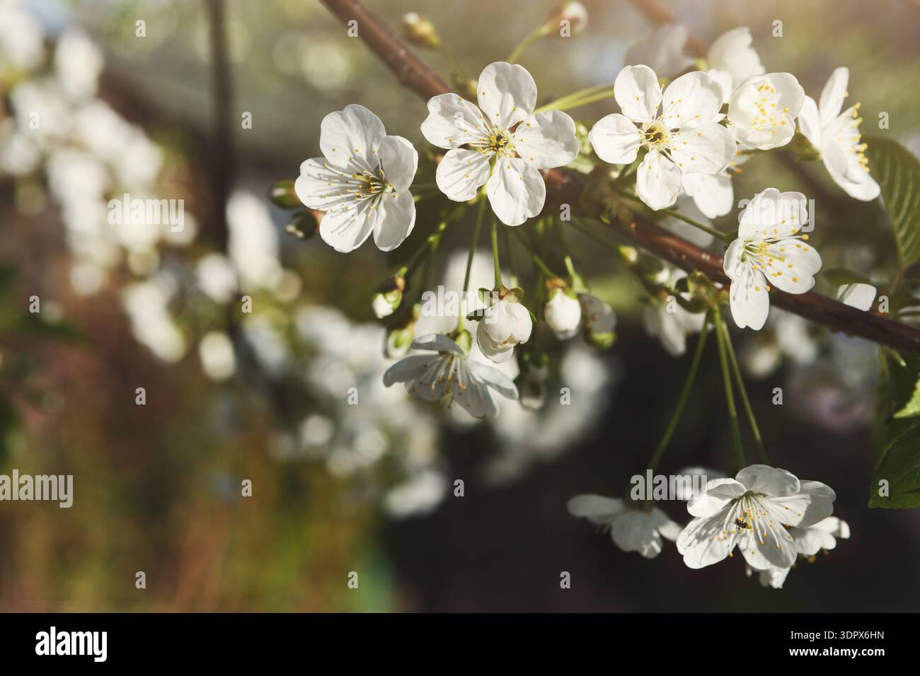 Cherry blossoms sunlight hi-res stock photography and images - Alamy